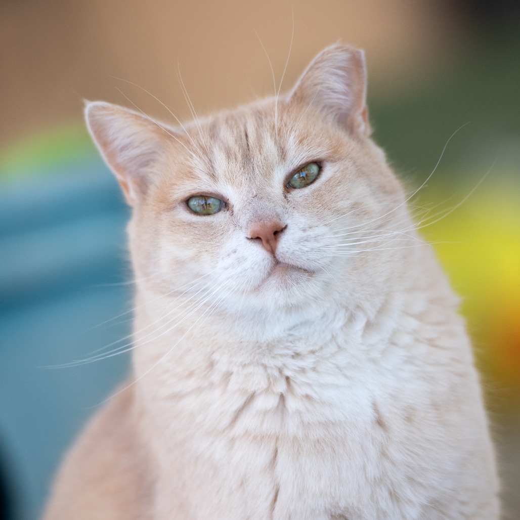 Aladdin, an adoptable Domestic Short Hair in Kanab, UT, 84741 | Photo Image 1