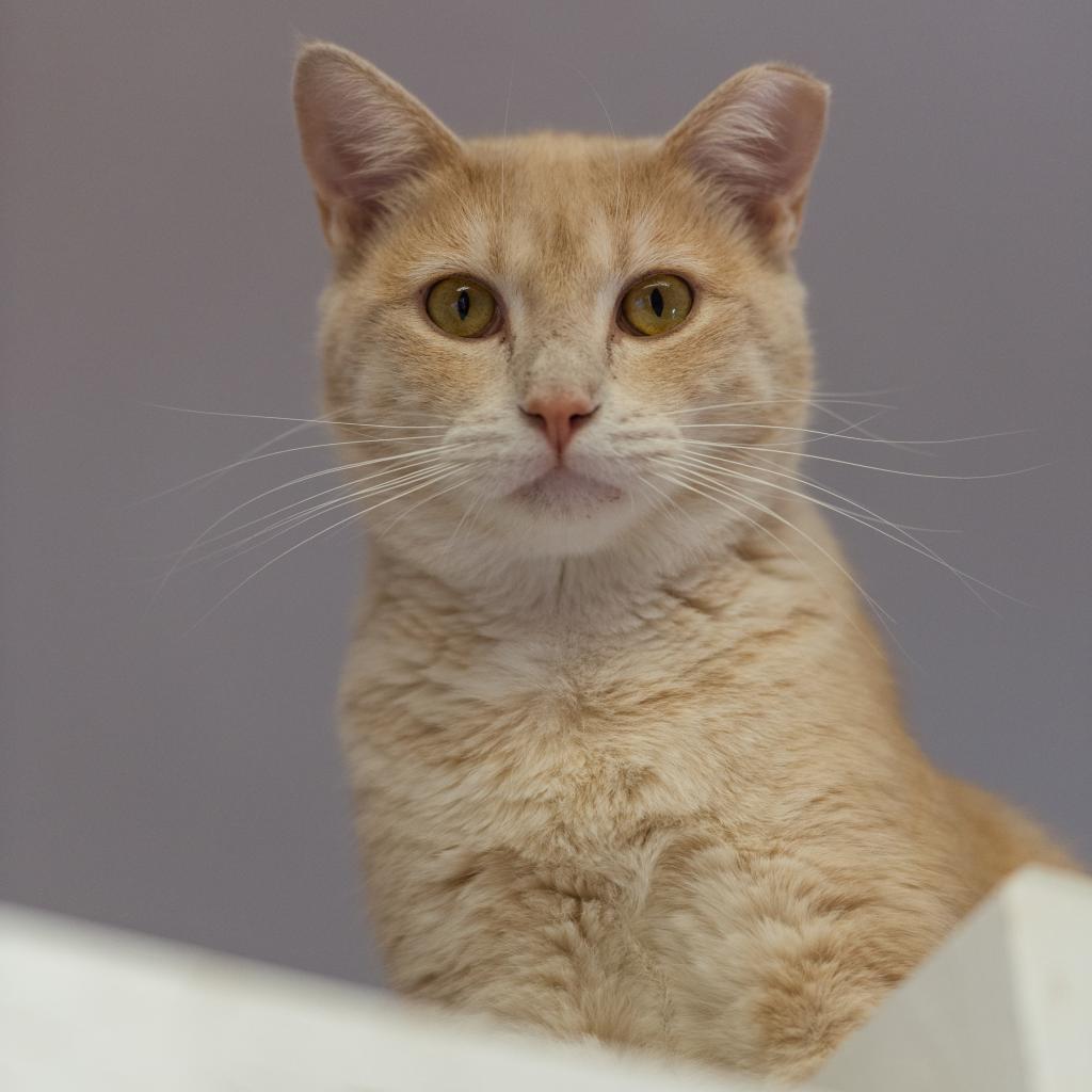 Aladdin, an adoptable Domestic Short Hair in Kanab, UT, 84741 | Photo Image 3