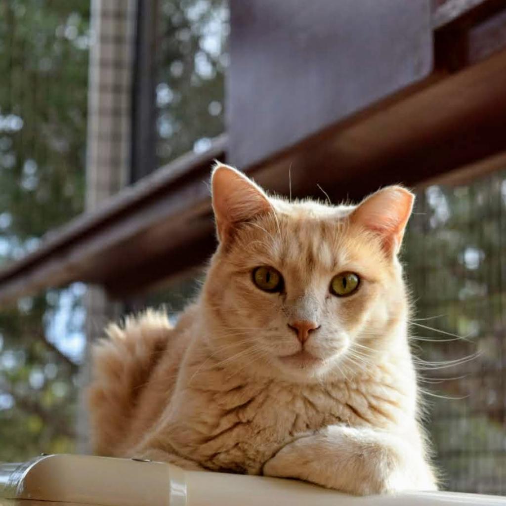 Aladdin, an adoptable Domestic Short Hair in Kanab, UT, 84741 | Photo Image 5