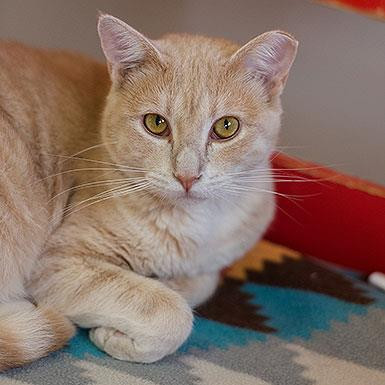 Aladdin, an adoptable Domestic Short Hair in Kanab, UT, 84741 | Photo Image 6