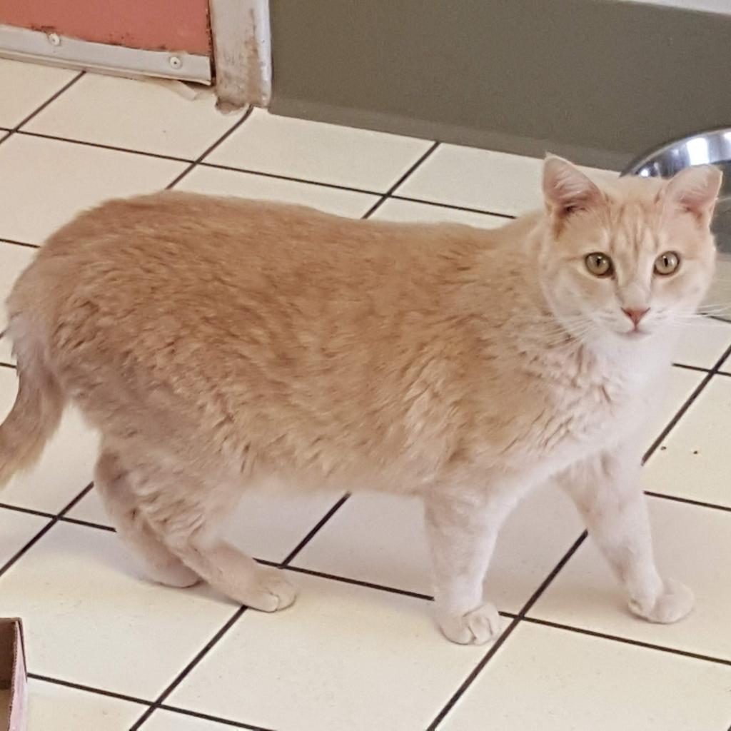 Aladdin, an adoptable Domestic Short Hair in Kanab, UT, 84741 | Photo Image 6
