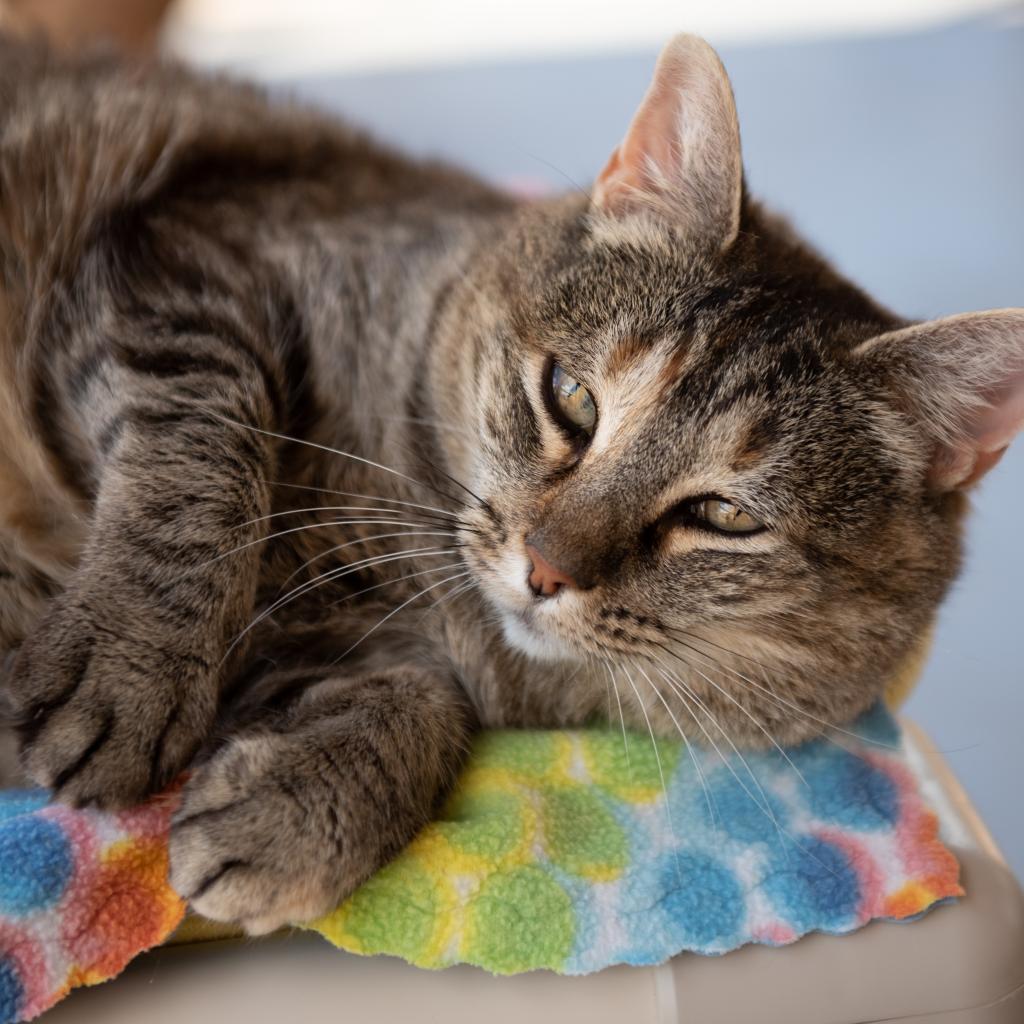 Zelda, an adoptable Domestic Short Hair in Kanab, UT, 84741 | Photo Image 1