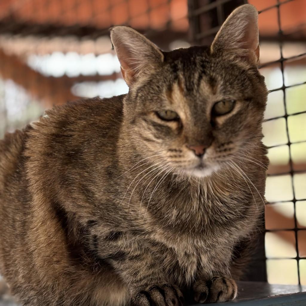 Zelda, an adoptable Domestic Short Hair in Kanab, UT, 84741 | Photo Image 2