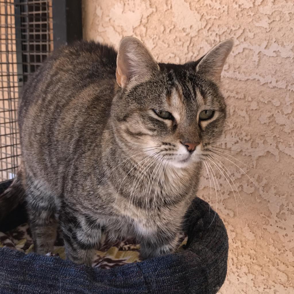 Zelda, an adoptable Domestic Short Hair in Kanab, UT, 84741 | Photo Image 4