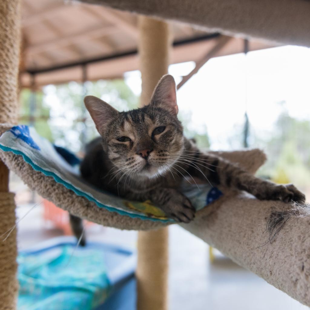 Zelda, an adoptable Domestic Short Hair in Kanab, UT, 84741 | Photo Image 5