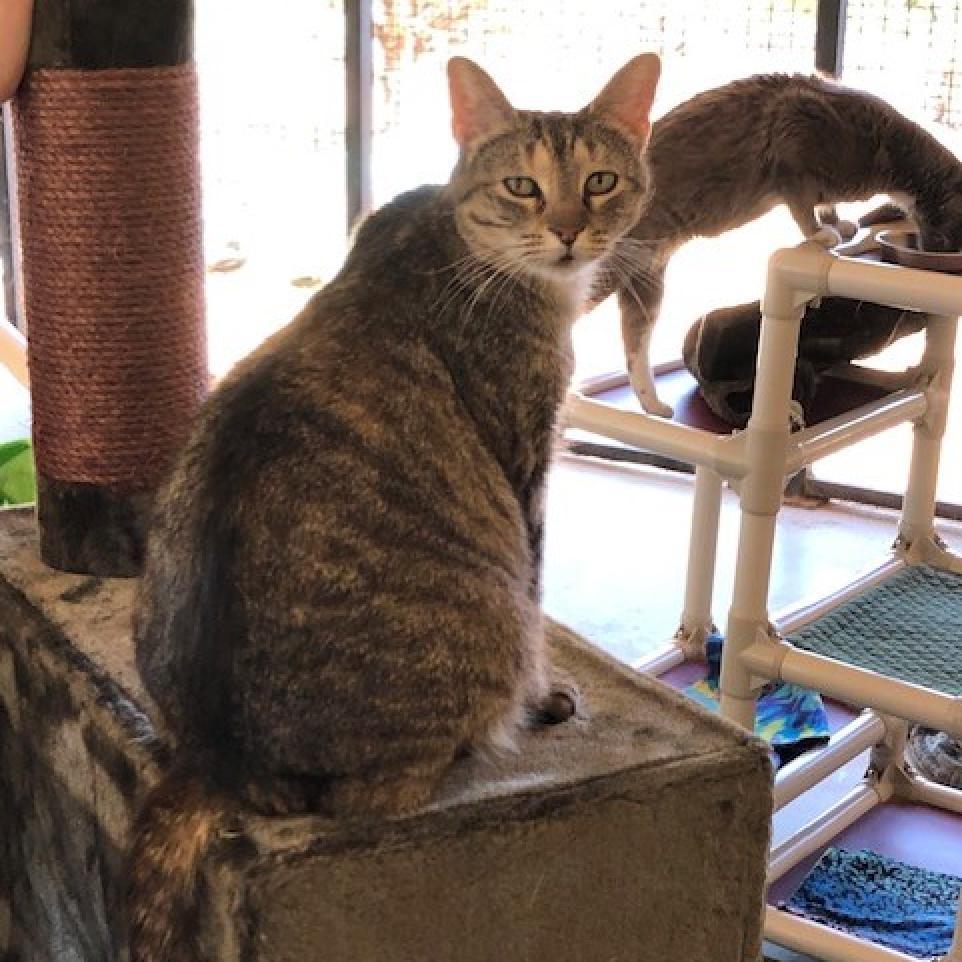 Zelda, an adoptable Domestic Short Hair in Kanab, UT, 84741 | Photo Image 6