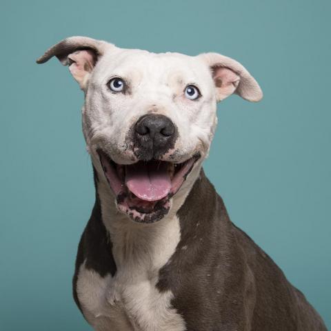 Trinity, an adoptable Pit Bull Terrier in Kanab, UT, 84741 | Photo Image 1