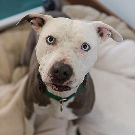 Trinity, an adoptable Pit Bull Terrier in Kanab, UT, 84741 | Photo Image 2