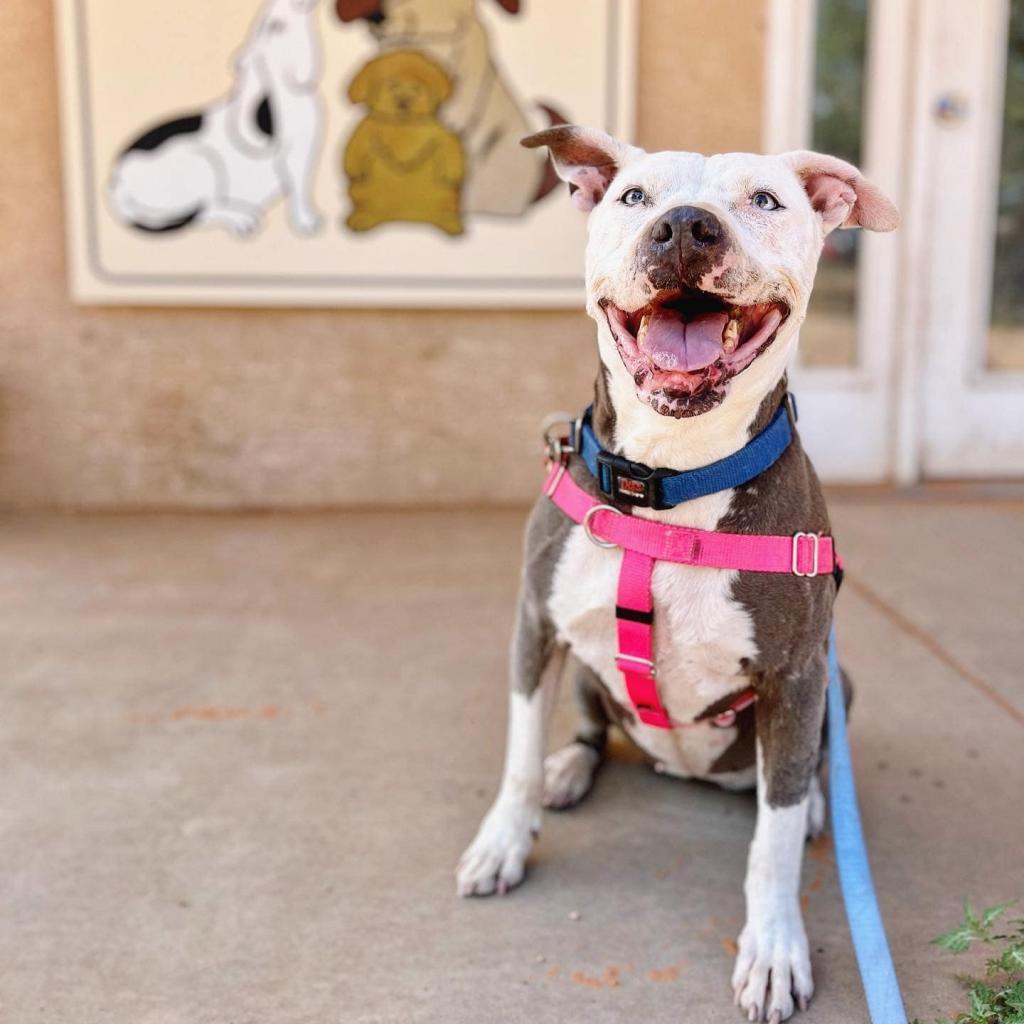 Trinity, an adoptable Pit Bull Terrier in Kanab, UT, 84741 | Photo Image 3