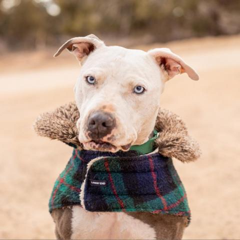 Trinity, an adoptable Pit Bull Terrier in Kanab, UT, 84741 | Photo Image 3