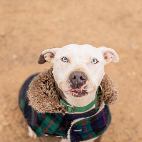 Trinity, an adoptable Pit Bull Terrier in Kanab, UT, 84741 | Photo Image 4
