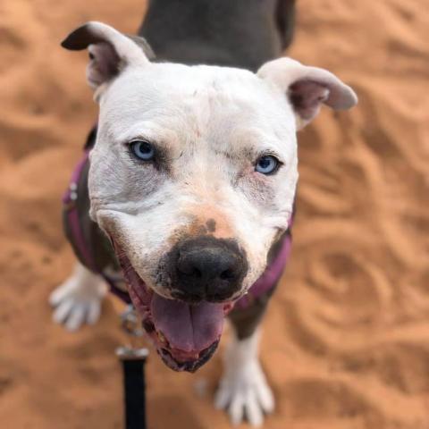 Trinity, an adoptable Pit Bull Terrier in Kanab, UT, 84741 | Photo Image 5