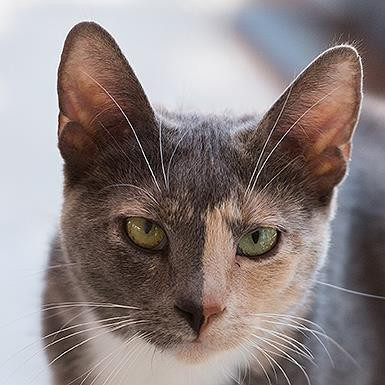 Alafair, an adoptable Domestic Short Hair in Kanab, UT, 84741 | Photo Image 1