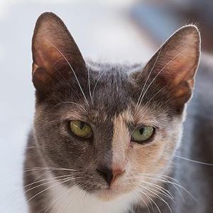 Alafair, Senior Female unknown