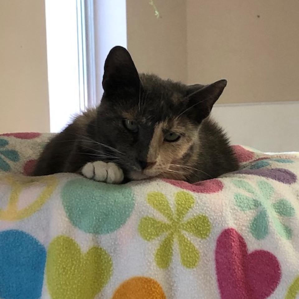 Alafair, an adoptable Domestic Short Hair in Kanab, UT, 84741 | Photo Image 5