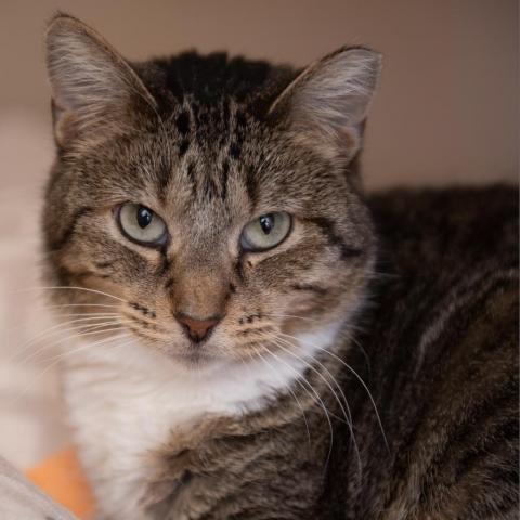 Royalty, an adoptable Domestic Short Hair in Kanab, UT, 84741 | Photo Image 1