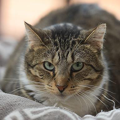 Royalty, an adoptable Domestic Short Hair in Kanab, UT, 84741 | Photo Image 2