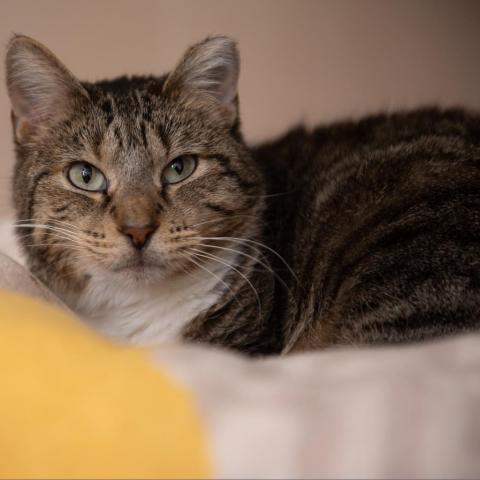 Royalty, an adoptable Domestic Short Hair in Kanab, UT, 84741 | Photo Image 4