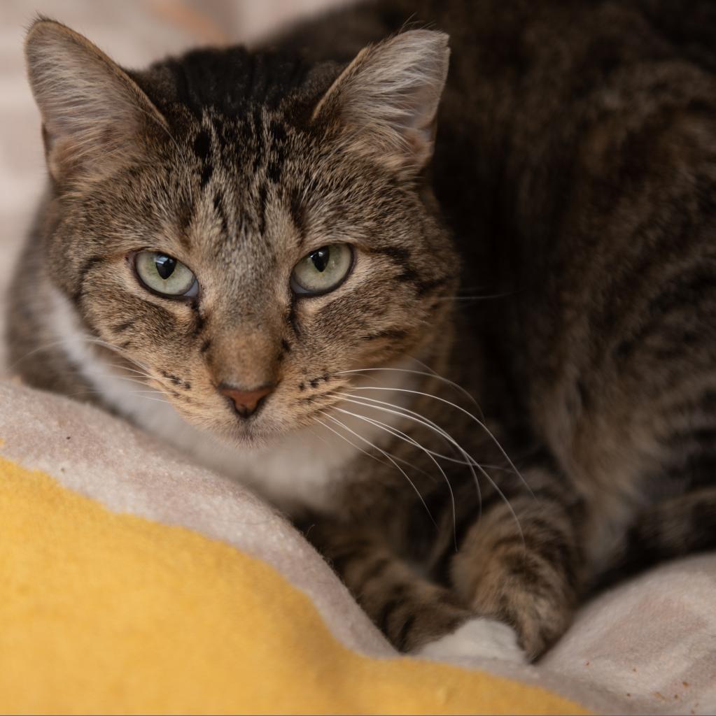 Royalty, an adoptable Domestic Short Hair in Kanab, UT, 84741 | Photo Image 4