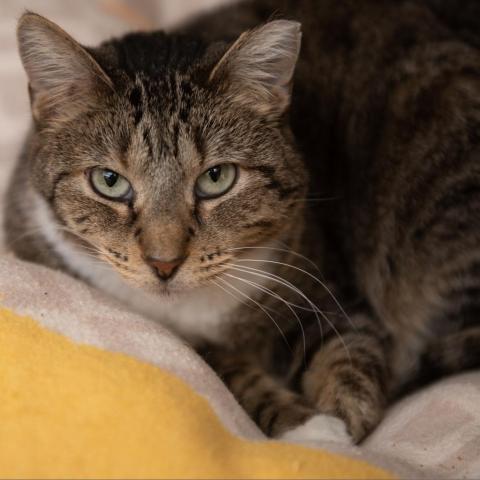 Royalty, an adoptable Domestic Short Hair in Kanab, UT, 84741 | Photo Image 5