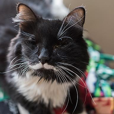 Aurora, an adoptable Domestic Long Hair in Kanab, UT, 84741 | Photo Image 1