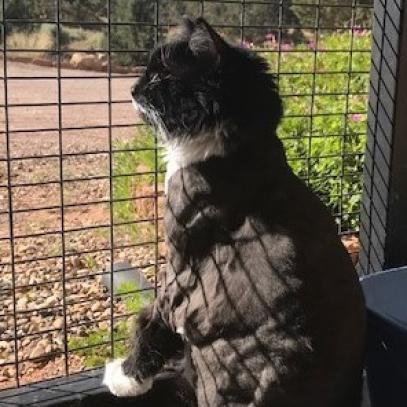 Aurora, an adoptable Domestic Long Hair in Kanab, UT, 84741 | Photo Image 5