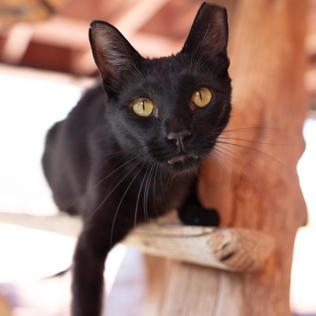 Clive, an adoptable Domestic Short Hair in Kanab, UT, 84741 | Photo Image 1