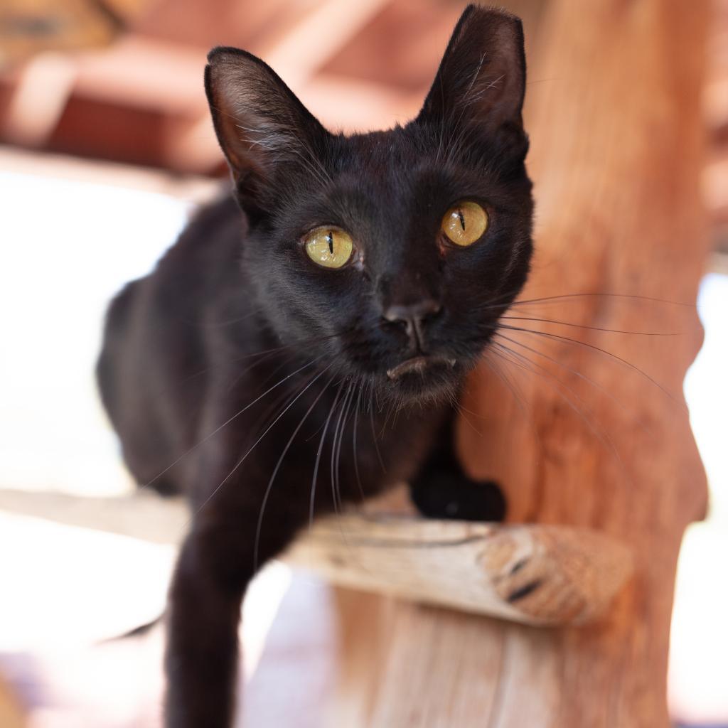 Clive, an adoptable Domestic Short Hair in Kanab, UT, 84741 | Photo Image 2