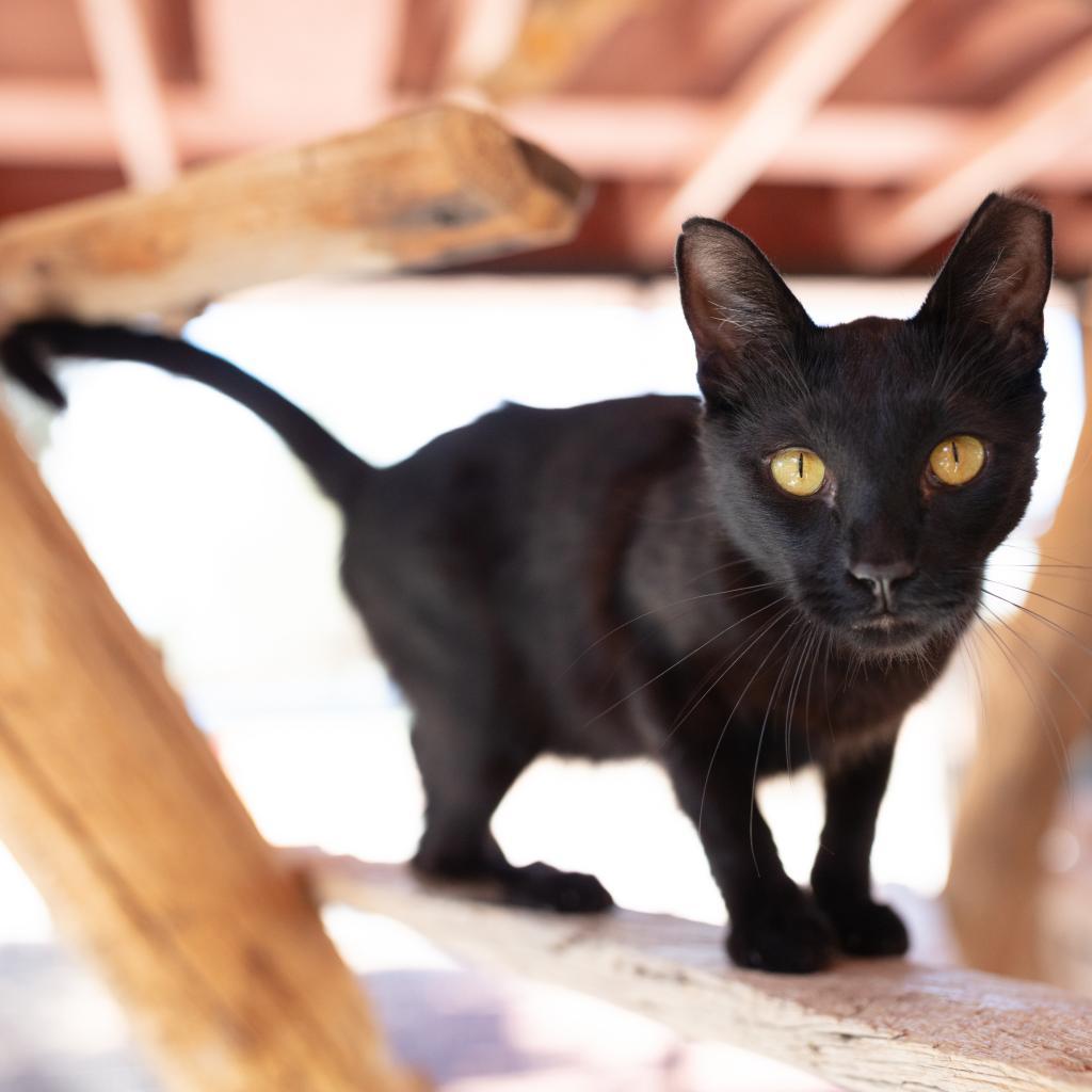 Clive, an adoptable Domestic Short Hair in Kanab, UT, 84741 | Photo Image 3