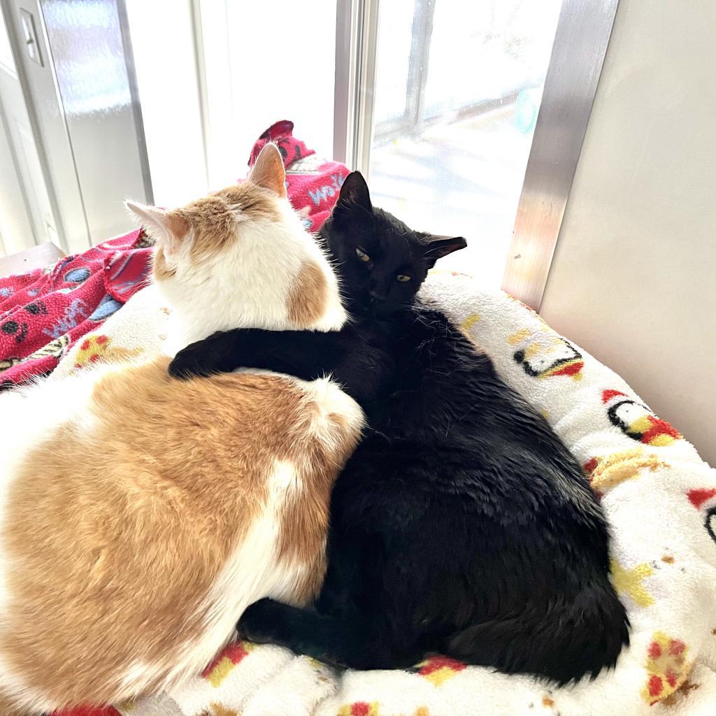 Clive, an adoptable Domestic Short Hair in Kanab, UT, 84741 | Photo Image 3