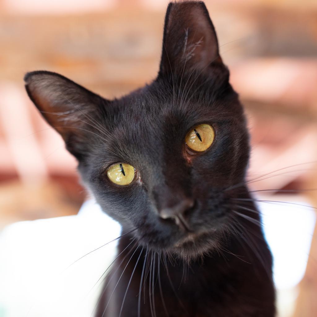 Clive, an adoptable Domestic Short Hair in Kanab, UT, 84741 | Photo Image 5