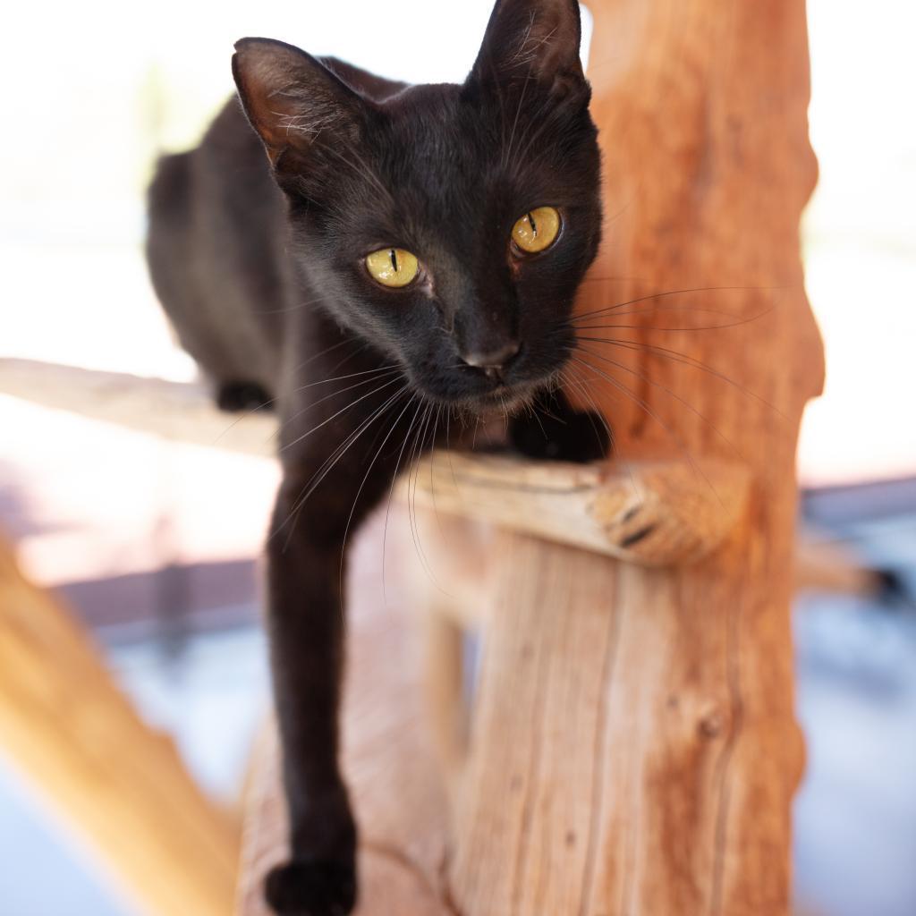 Clive, an adoptable Domestic Short Hair in Kanab, UT, 84741 | Photo Image 5