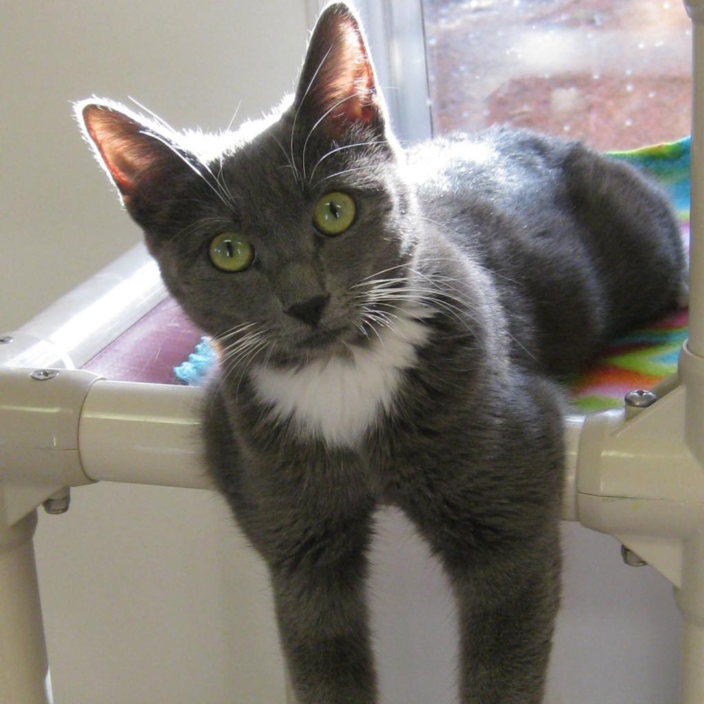 Ettie, an adoptable Domestic Short Hair in Kanab, UT, 84741 | Photo Image 1