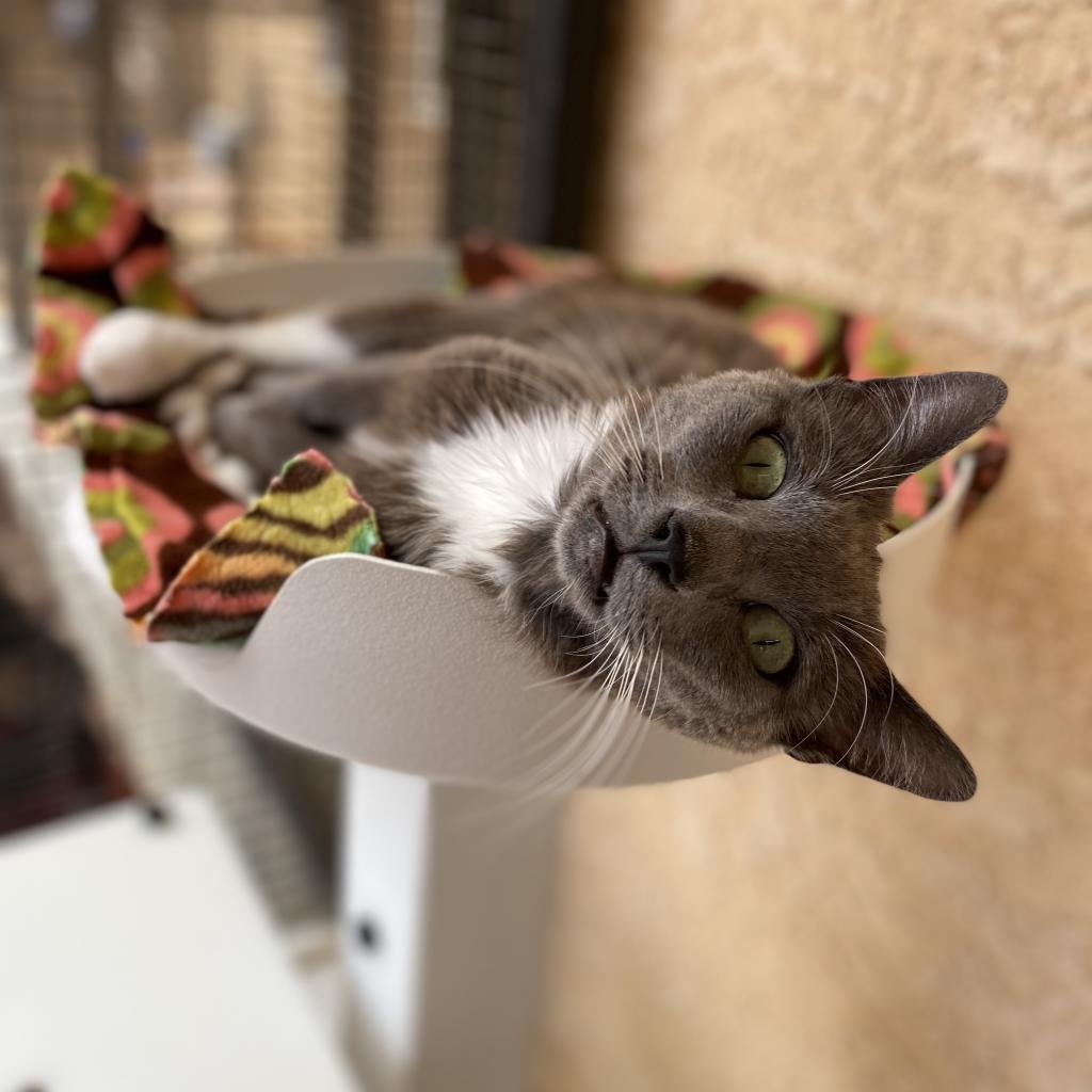 Ettie, an adoptable Domestic Short Hair in Kanab, UT, 84741 | Photo Image 2