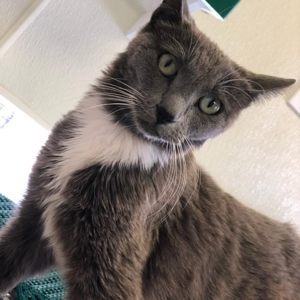 Ettie, an adoptable Domestic Short Hair in Kanab, UT, 84741 | Photo Image 3