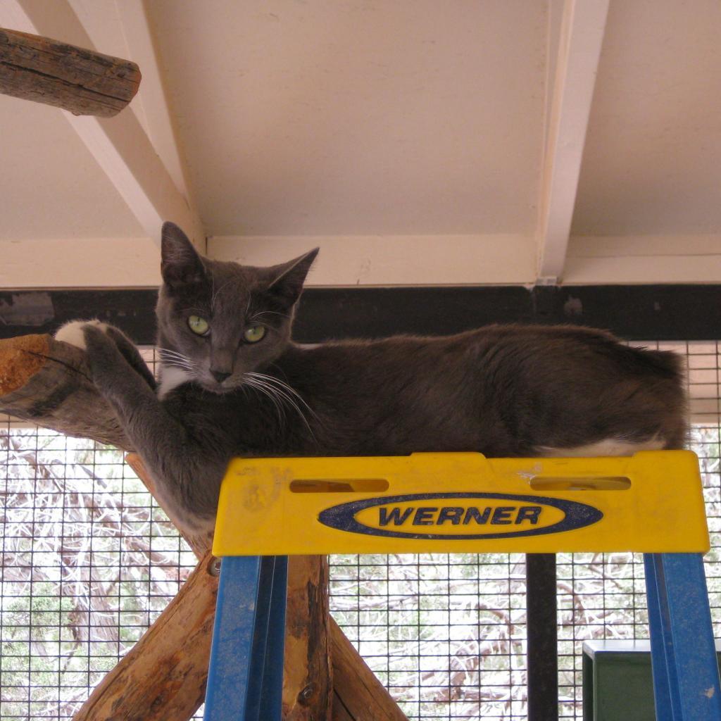 Ettie, an adoptable Domestic Short Hair in Kanab, UT, 84741 | Photo Image 5