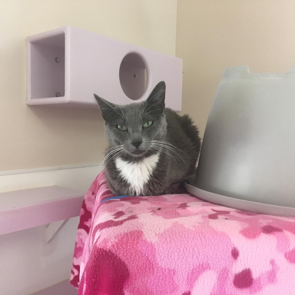 Ettie, an adoptable Domestic Short Hair in Kanab, UT, 84741 | Photo Image 6