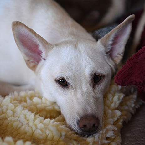Kit, an adoptable Husky, Cattle Dog in Kanab, UT, 84741 | Photo Image 1