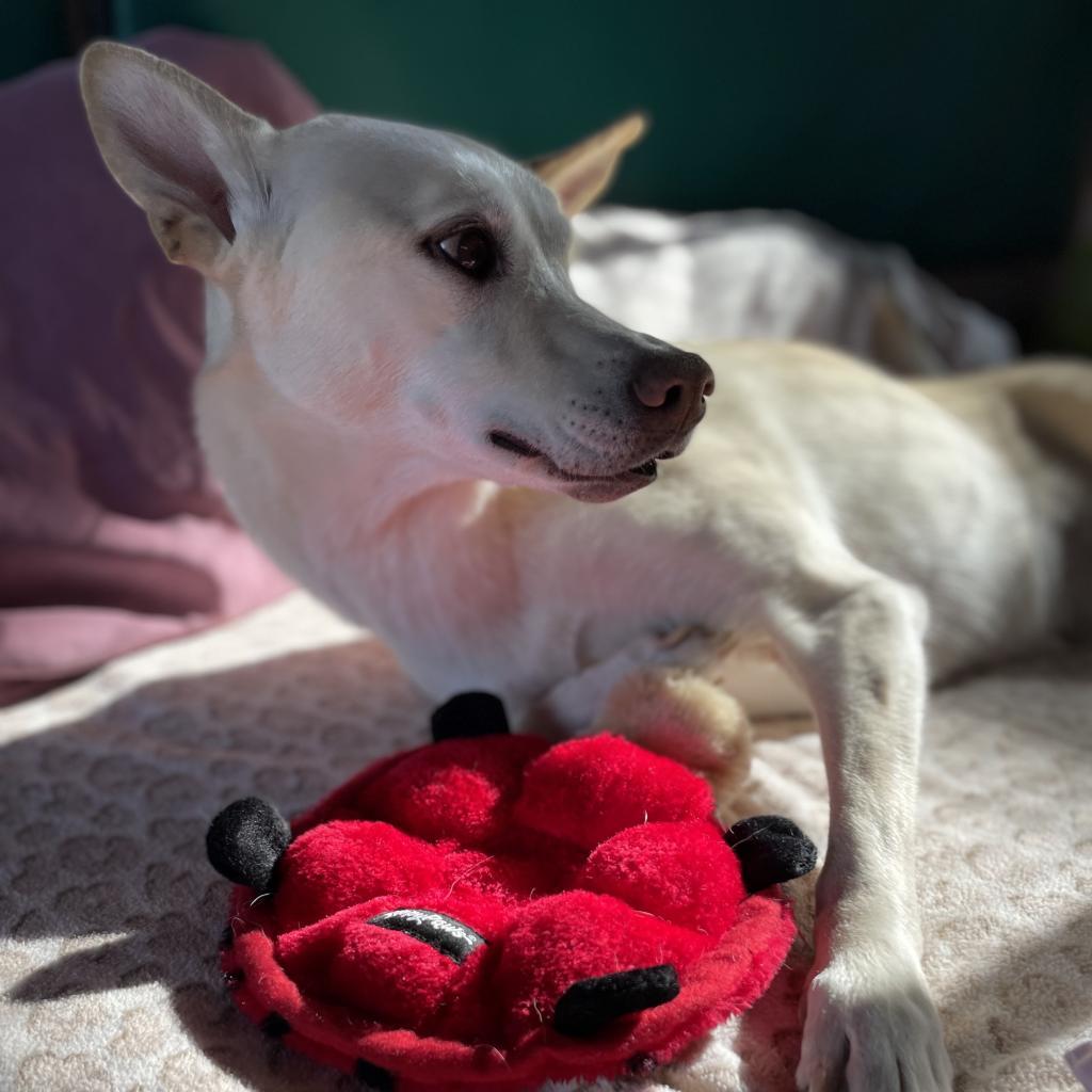 Kit, an adoptable Husky, Cattle Dog in Kanab, UT, 84741 | Photo Image 3