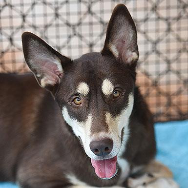 Caboodle, an adoptable Husky, Cattle Dog in Kanab, UT, 84741 | Photo Image 1