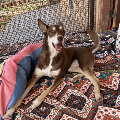 Caboodle, an adoptable Husky, Cattle Dog in Kanab, UT, 84741 | Photo Image 3