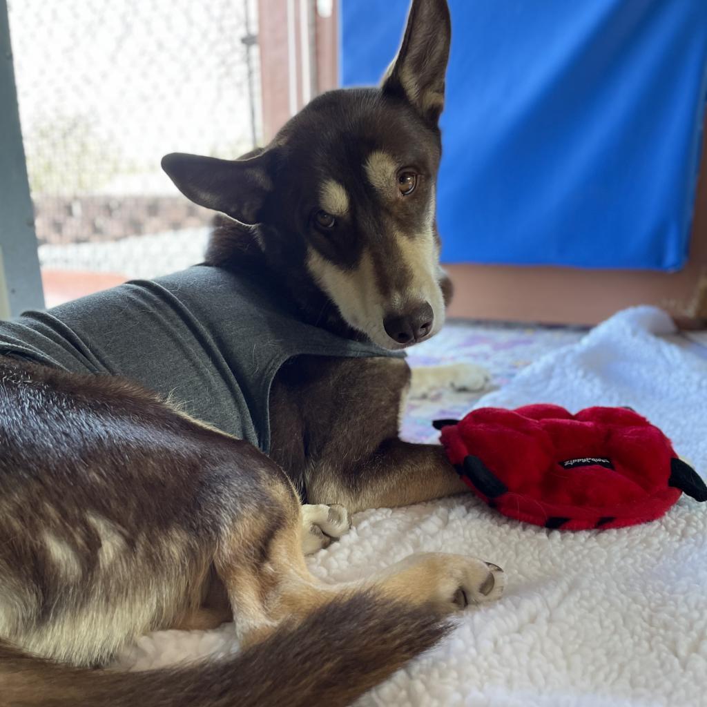 Caboodle, an adoptable Husky, Cattle Dog in Kanab, UT, 84741 | Photo Image 4