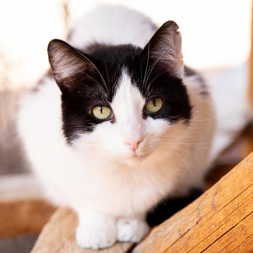 Brownie, an adoptable Domestic Short Hair in Kanab, UT, 84741 | Photo Image 1