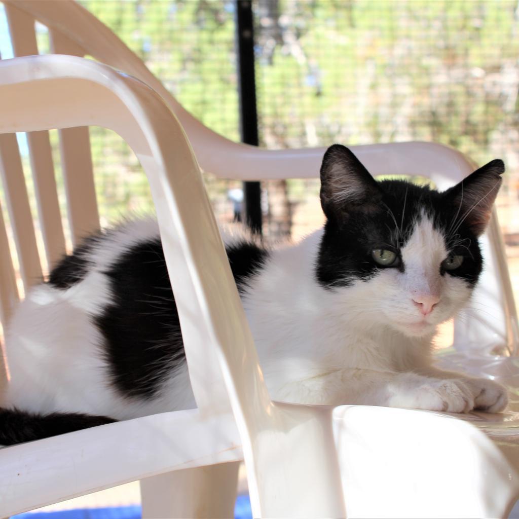 Brownie, an adoptable Domestic Short Hair in Kanab, UT, 84741 | Photo Image 2