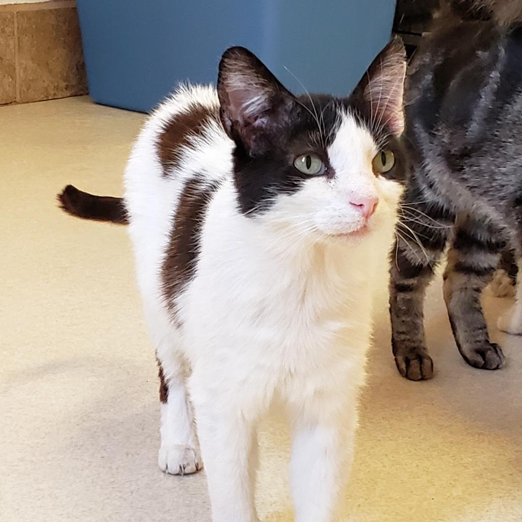 Brownie, an adoptable Domestic Short Hair in Kanab, UT, 84741 | Photo Image 3