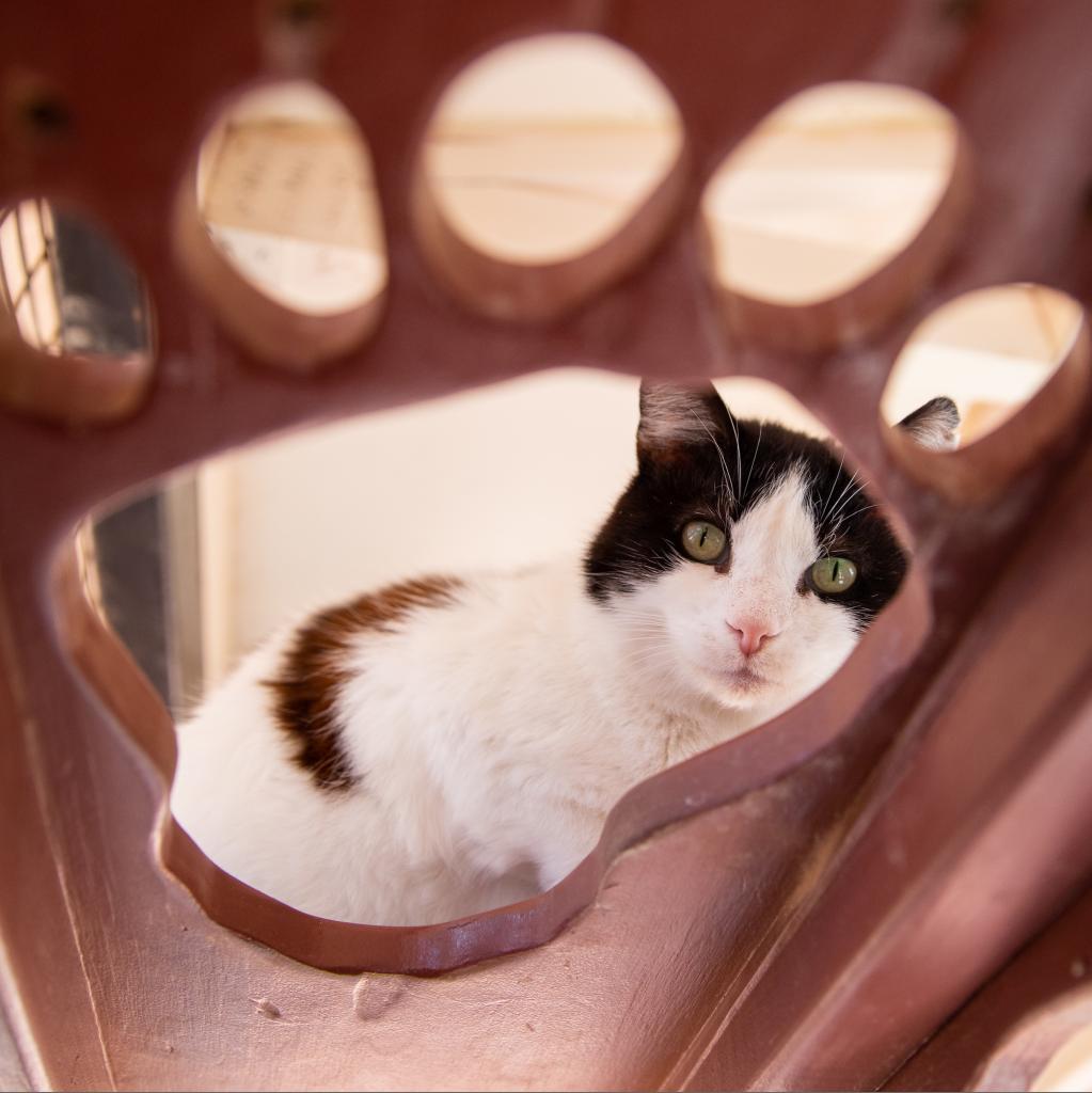 Brownie, an adoptable Domestic Short Hair in Kanab, UT, 84741 | Photo Image 4