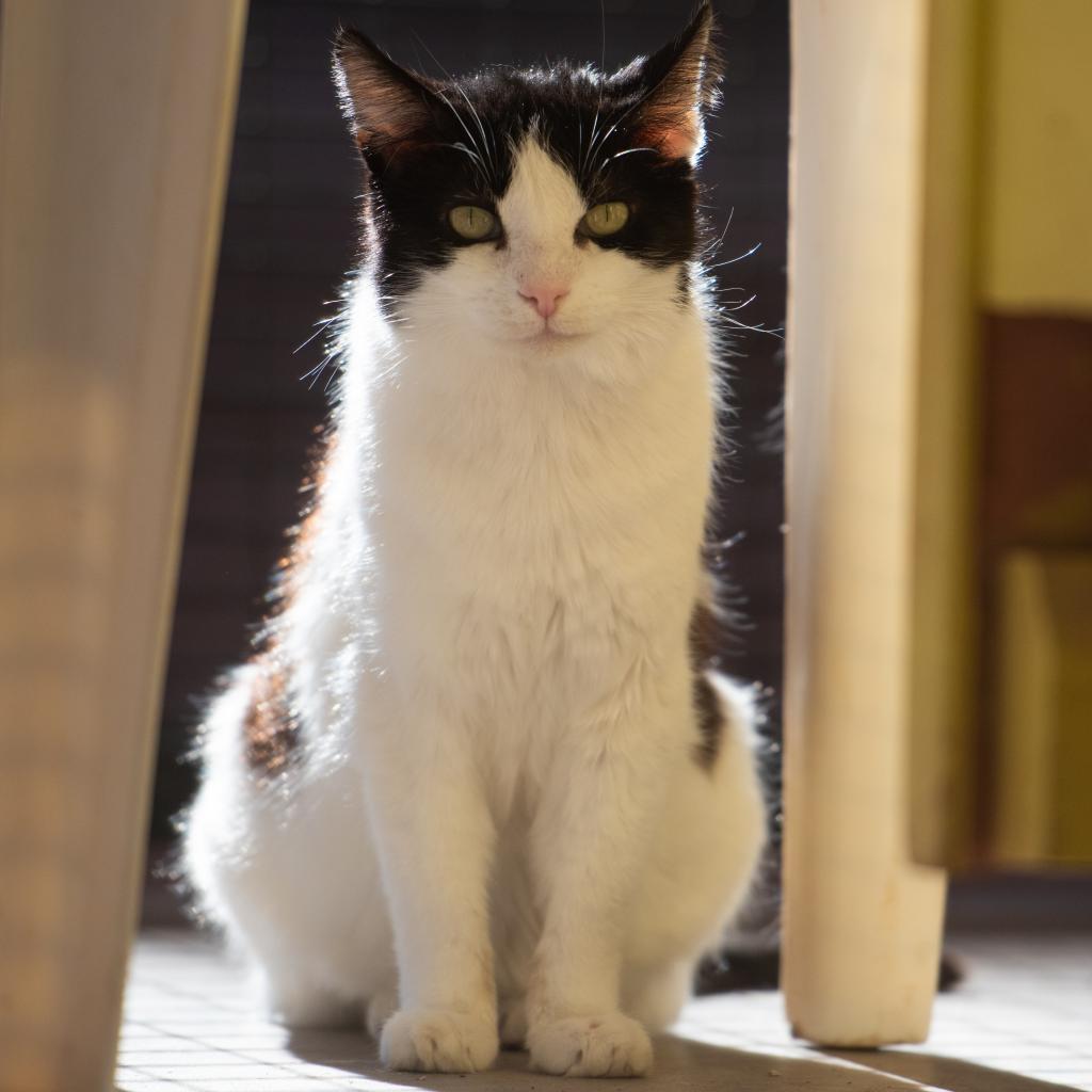 Brownie, an adoptable Domestic Short Hair in Kanab, UT, 84741 | Photo Image 5