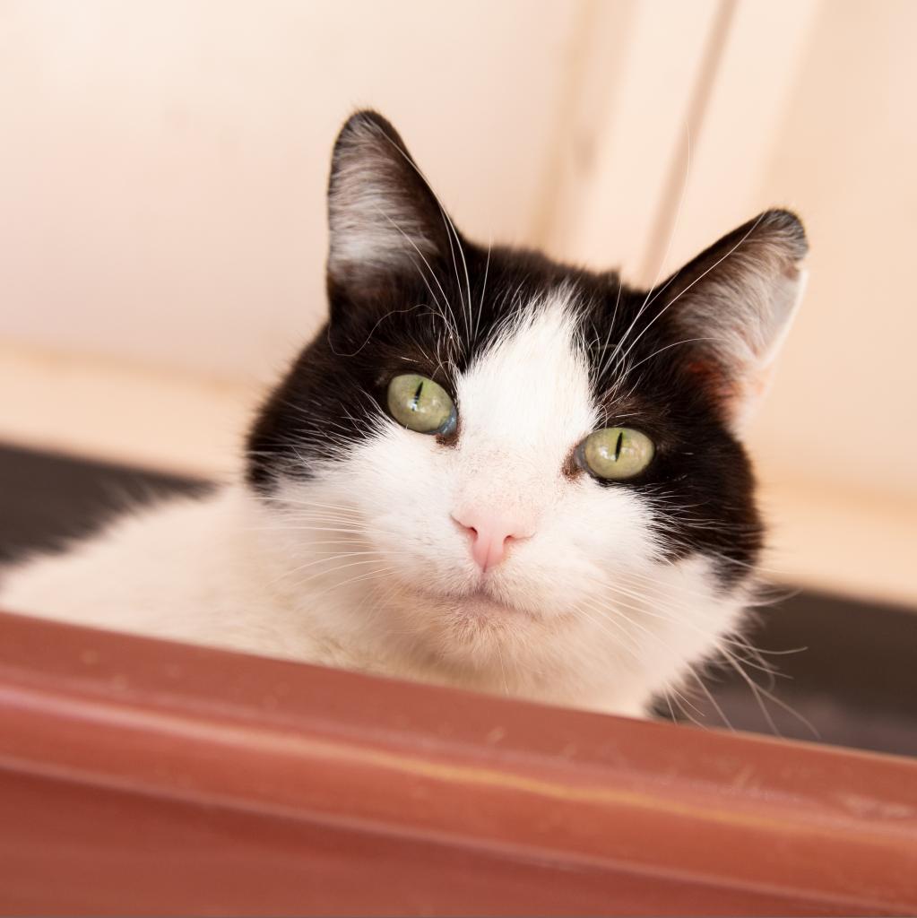 Brownie, an adoptable Domestic Short Hair in Kanab, UT, 84741 | Photo Image 6