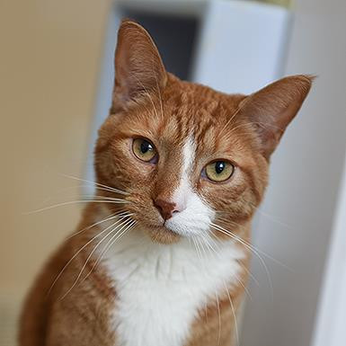 Koda, an adoptable Domestic Short Hair in Kanab, UT, 84741 | Photo Image 1