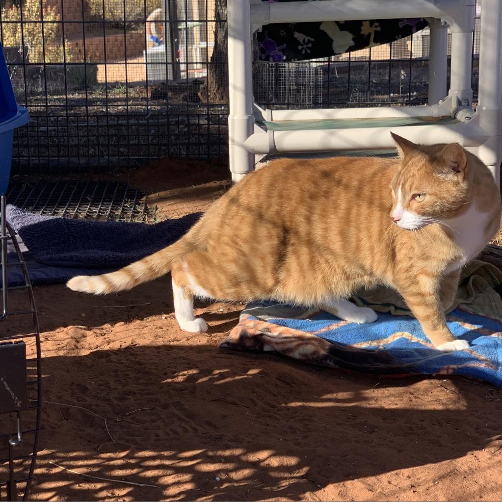 Koda, an adoptable Domestic Short Hair in Kanab, UT, 84741 | Photo Image 6